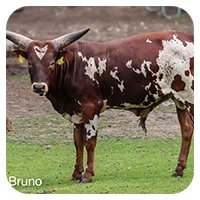 Bruno<br>450,- € / Jahr