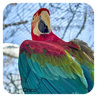 Chico<br>700,- € / Jahr