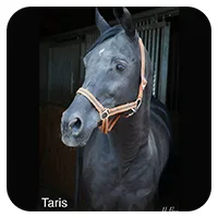Taris<br>600,- € / Jahr