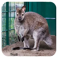 Trudi<br>250,- € / Jahr