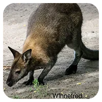 Winnefred<br>250,- € / Jahr