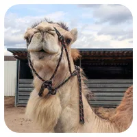 Aladin<br>600,- € / Jahr