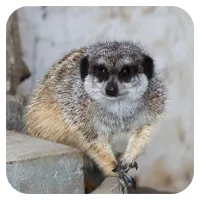 Erdmännchen 1<br>- wähle einen Namen -<br>300,- € / Jahr