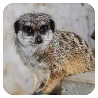 Erdmännchen 2<br>- wähle einen Namen -<br>300,- € / Jahr