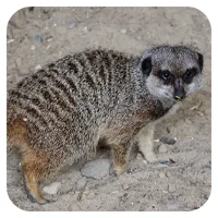 Erdmännchen 3<br>- wähle einen Namen -<br>300,- € / Jahr
