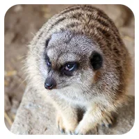 Erdmännchen 4<br>- wähle einen Namen -<br>300,- € / Jahr