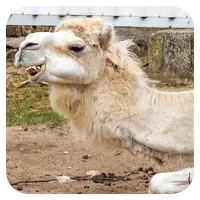 Kalif<br>600,- € / Jahr