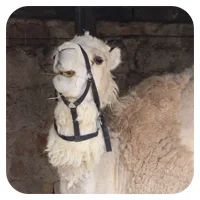Lima<br>600,- € / Jahr