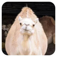 Maja<br>600,- € / Jahr
