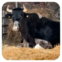 Marmo<br>450,- € / Jahr