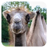 Molly<br>600,- € / Jahr