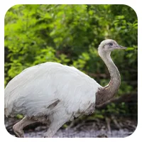 Nandu 1<br>- wähle einen Namen -<br>200,- € / Jahr