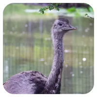 Nandu 2<br>- wähle einen Namen -<br>200,- € / Jahr