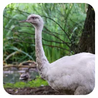 Nandu 3<br>- wähle einen Namen -<br>200,- € / Jahr
