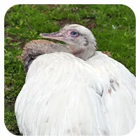 Nandu 4<br>- wähle einen Namen -<br>200,- € / Jahr