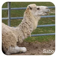 Sabo<br>600,- € / Jahr