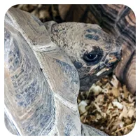 Schildi 4<br>- wähle einen Namen -<br>300,- € / Jahr