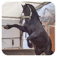 Torro<br>600,- € / Jahr